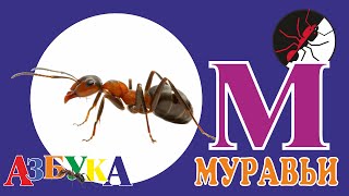 Муравьиная ферма. Азбука. М - Муравьи.