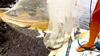 ACCIDENTAL CATCH! Caught a Big Snook in My Cast Net!