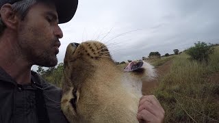 Why The Lions DON'T Run Away! #AskMeg | The Lion Whisperer