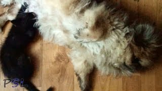 Котенок сосет собаку (kitten sucks dog)