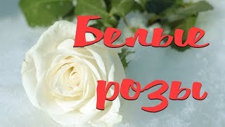БЕЛЫЕ РОЗЫ / Разбор на гармони