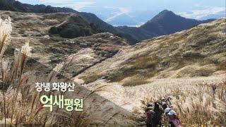 [경남100경 완전정복] 8경. 창녕 화왕산 억새평원 1부