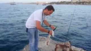 Barracuda Fishing in Malta C&R Spinning Friends