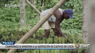 Campesinos le apuestan a la sustitución de cultivos de coca