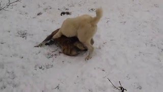 Kartuli nagazi Loma (8 tvis) % Aziuri nagazi Vano (1 wlis da 8 tvis)