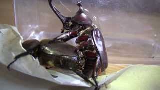 Japanese Rhinoceros Beetles - Mating