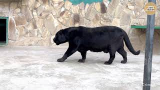 Как рычит пантера. Рык ягуара. Тайган | As the panther growls. Jaguar roar. Taigan