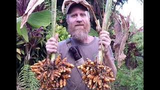 Turmeric Harvest