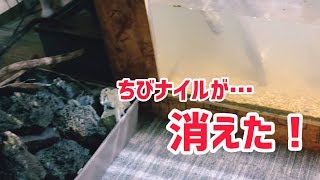 ちびナイルが居ない！ レイアウト撤去して探し続け…
