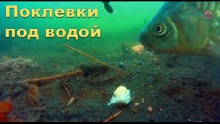 Подводные съемки поклевок на озере. Рыбалка. Ловил на поплавочную удочку. fishing. Ловля на поплавок