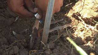 Vineyard field grafting to rootstock