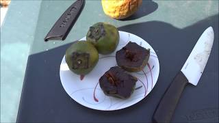 Пробуем тропические фрукты. Часть 2/Tropical fruit samplig. Part 2