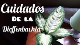 ♦️ ESTA PLANTA DE INTERIOR TE PUEDE MATAR!!! Cuidados de la Diefenbachia
