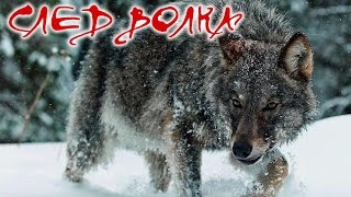 НОВЫЙ РУССКИЙ БОЕВИК. След волка.  Русские фильмы новинки. Боевики 2016