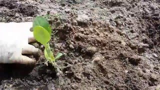 Высадка рассады ЦВЕТНОЙ КАПУСТЫ в грунт