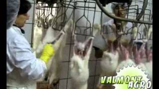 Убой кроликов промышленный
