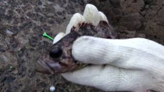 Heosu fished small fish!
