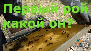 первый рой в ловушке, какой ОН? Как пересадить рой пчел?