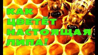 Как цветет настоящая Дальневосточная ЛИПА!