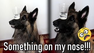 Belgian Shepherd Dog Tries to Balance a Cup with Water on his Nose