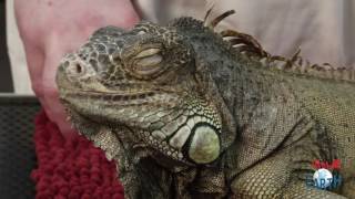 IL MONDO DELL' IGUANA