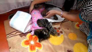 Злая кошка после наркоза