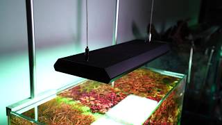 Chihiros RGB VIVID 2 aquascape 60*30*36cm