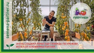 ОЧЕНЬ СЛАДКИЙ ТОМАТ бьет рекорды по урожаю! Котя F1 от агрофирмы ПАРТНЕР