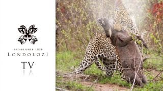 Big Male Leopard Mates with female and then Kills Warthog - Londolozi