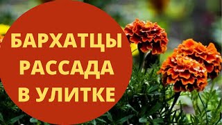 Бархатцы( или тагетас) сажаем на рассаду в туалетную бумагу!