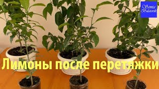 Лимоны после перетяжки ствола что с ними стало Цитрусовый сад