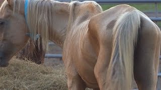 SPCA calls for help for 200 horses seized from Conroe farm
