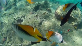 Отель Albatros Aqua Blu Sharm. Египет.