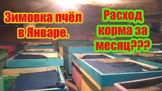 ???2020 Г  ЗИМОВКА ПЧЕЛОСЕМЕЙ В ЯНВАРЕ, КАК ЗИМУЮТ НАШИ ПЧЁЛЫ