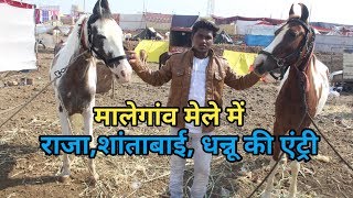 Malegaon horse fair 2019-मेले में हुई राजा,शांताबाई और धन्नू की एंट्री