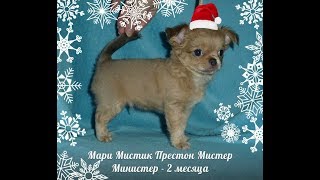 ПРОДАЁТСЯ ЩЕНОК ЧИХУАХУА