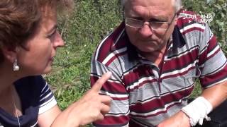 Летняя прививка яблонь и груш черенком. Сайт "Садовый мир"