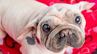 Dog rescued from meat trade finds forever home