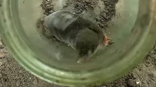 Как поймать крота - самый эффективный способ