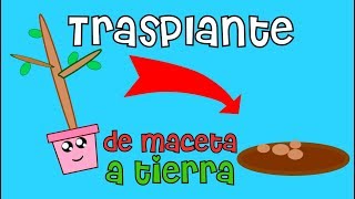 Trasplante de maceta a Tierra Firme ? | La Huerta de Daniel ?