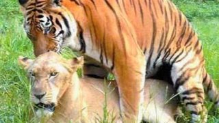 Animals Mating - LION TIGER Love