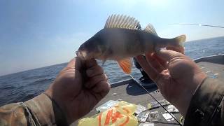 27.07.2019 Рыбинка. Рыбалка на Рыбинском водохранилище. Ловим окуня и щуку.