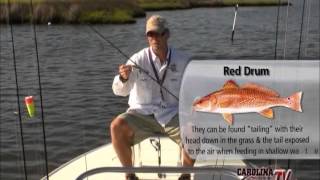 Topwater Redfishing Techniques