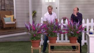 Cottage Farms 3-N-1 Compact Buzz Butterfly Bush on QVC