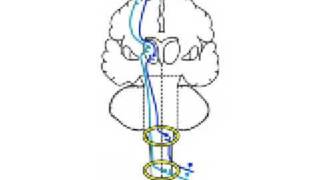 Medical Video- Neurology- Introduction