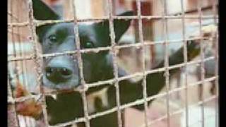 Как собака спасала другую собаку / As the dog saved another dog
