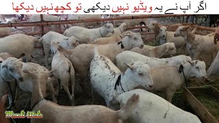 161 | Bakra Mandi 2018/2019 Lahore | Bakra Mandi Wala Pakistan