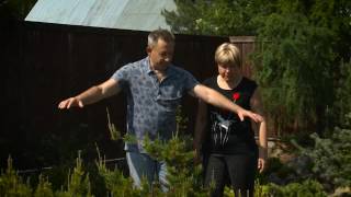 Хвойные растения. Ландшафтные хитрости. Выпуск 134