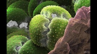 Растения под микроскопом часть1( Colonising Plants)Колонизация Растений