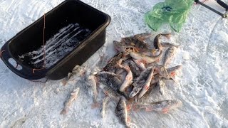 Ловлю на блесну "гондурас" и пробую на червя. Результат есть ! Ice fishing for perch.